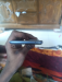 Vivo y73